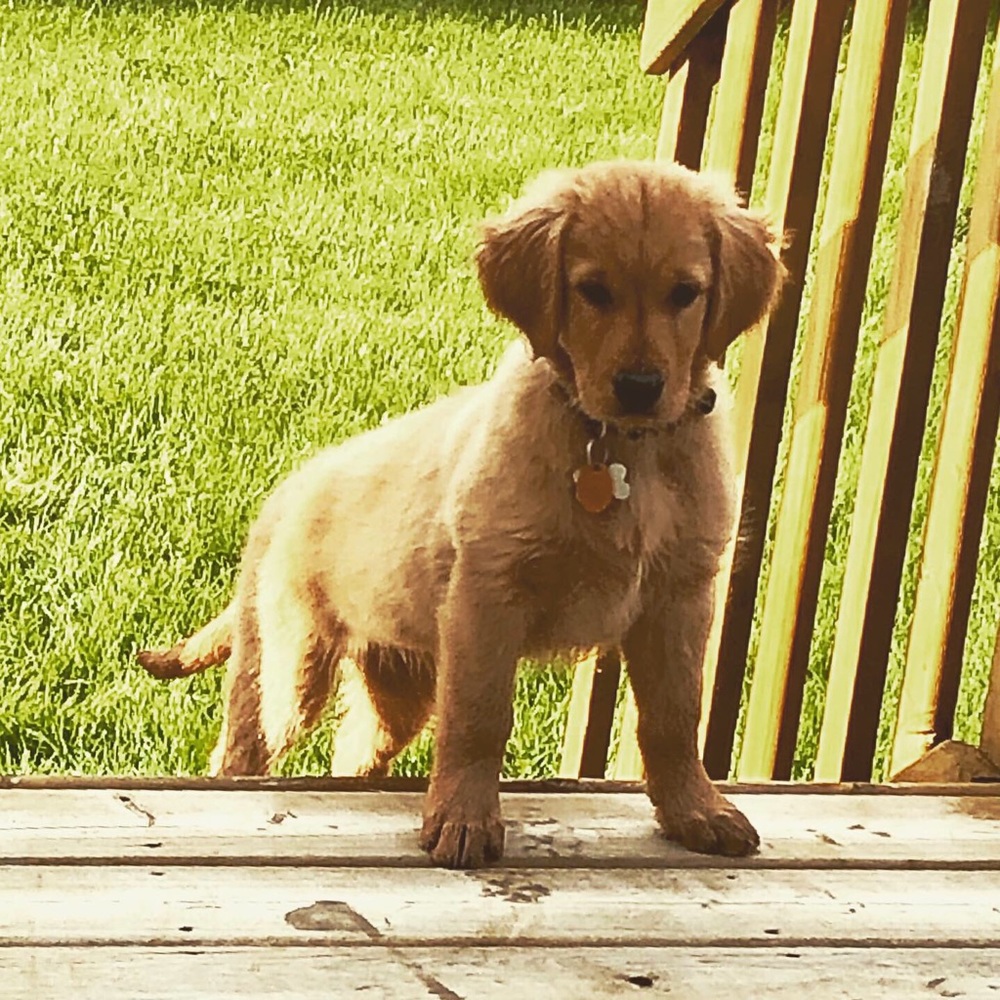 Meet your Posher, Denise